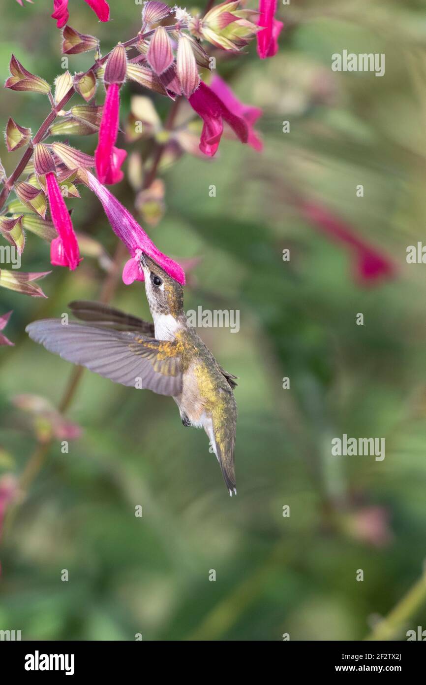 01162-16819 Hummingbird de garganta rubí (Archilochus colubris) en Salvia Fuchsia 'Rockin Fuchsia' (Salvia hybrid) Marion Co. IL Foto de stock