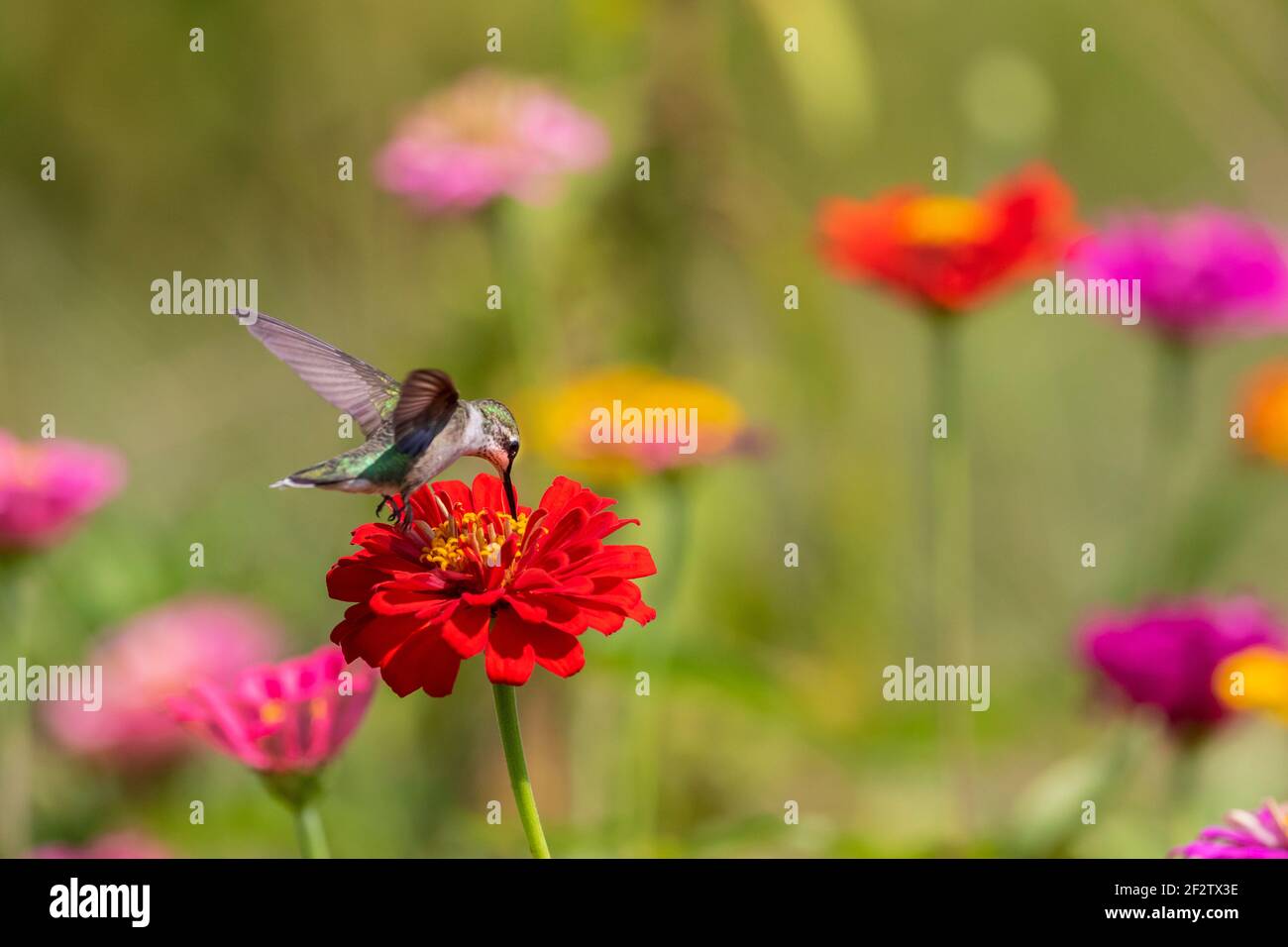 01162-17012 Hummingbird de garganta rubí (Archilochus colubris) en Zinnias Union Co. IL Foto de stock