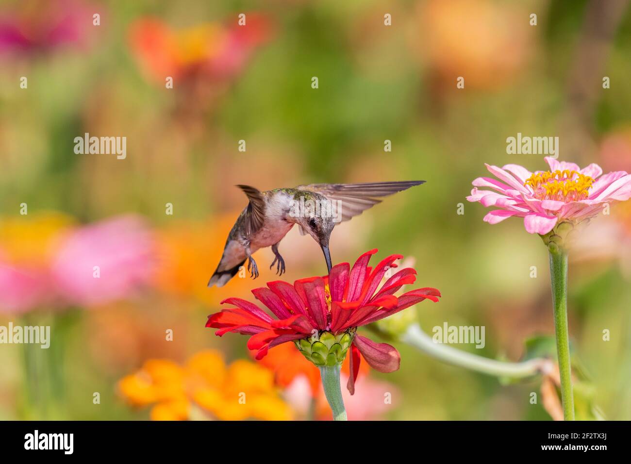 01162-17018 Hummingbird de garganta rubí (Archilochus colubris) en Zinnias Union Co. IL Foto de stock