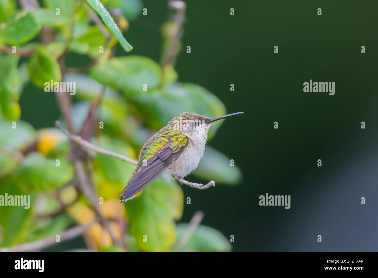 01162-17213 Hummingbird de garganta rubí (Archilochus colubris) en la madreselva (Lonicera sempervirens f. sulfurea 'John Clayton') Marion Co. IL Foto de stock