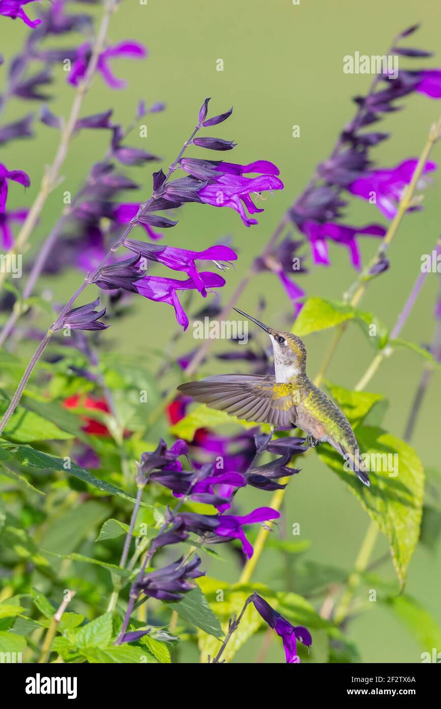 01162-17313 Hummingbird de garganta rubí (Archilochus colubris) en Salvia 'Purple and Bloom' (Salvia guaranitica) Marion Co. IL Foto de stock