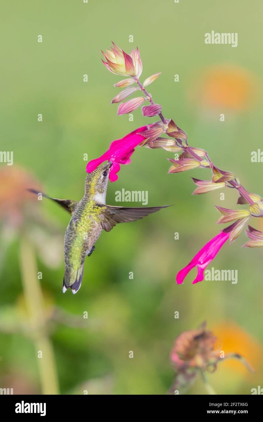 01162-17318 Hummingbird de garganta rubí (Archilochus colubris) en Salvia Fuchsia 'Rockin Fuchsia' (Salvia hybrid) Marion Co. IL Foto de stock