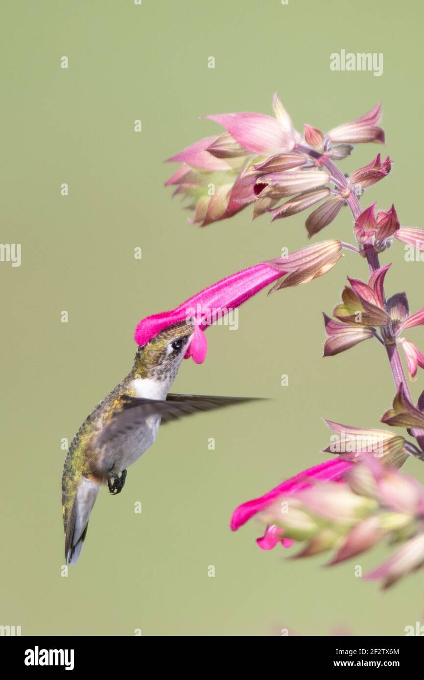 01162-17320 Hummingbird de garganta rubí (Archilochus colubris) en Salvia Fuchsia 'Rockin Fuchsia' (Salvia hybrid) Marion Co. IL Foto de stock