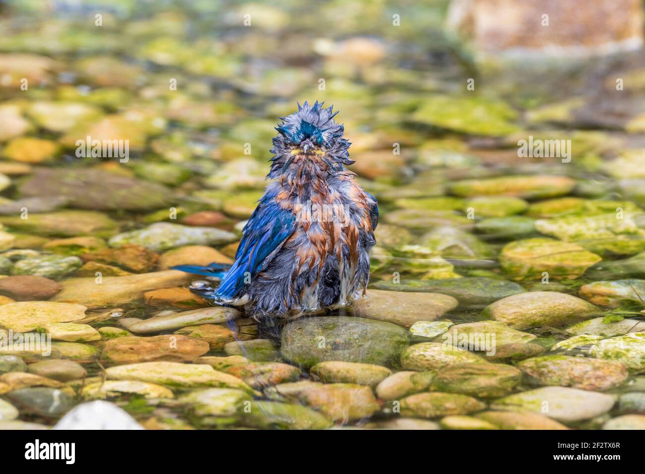 01377-19211 Bluebird Oriental (Sialia sialis) macho baño Marion Co. IL Foto de stock