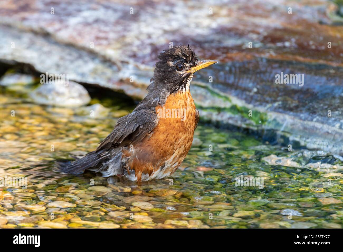 01382-05409 American Robin (Turdus migratorius) baño Marion Co. IL Foto de stock