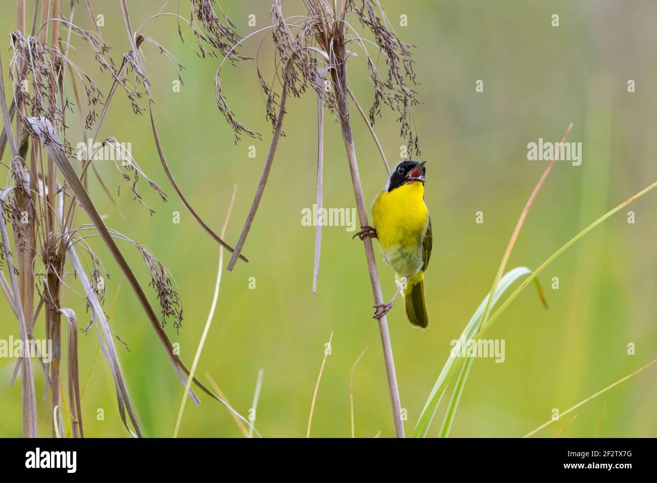01490-00407 común Yellowthroat (Geothlypis trichas) macho cantando en la pradera Marion Co. IL Foto de stock