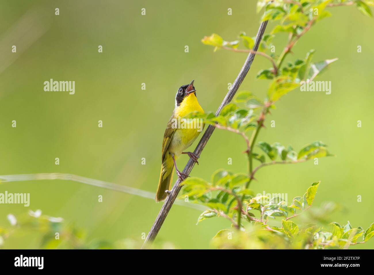 01490-00414 común Yellowthroat (Geothlypis trichas) macho cantando en la pradera Marion Co. IL Foto de stock