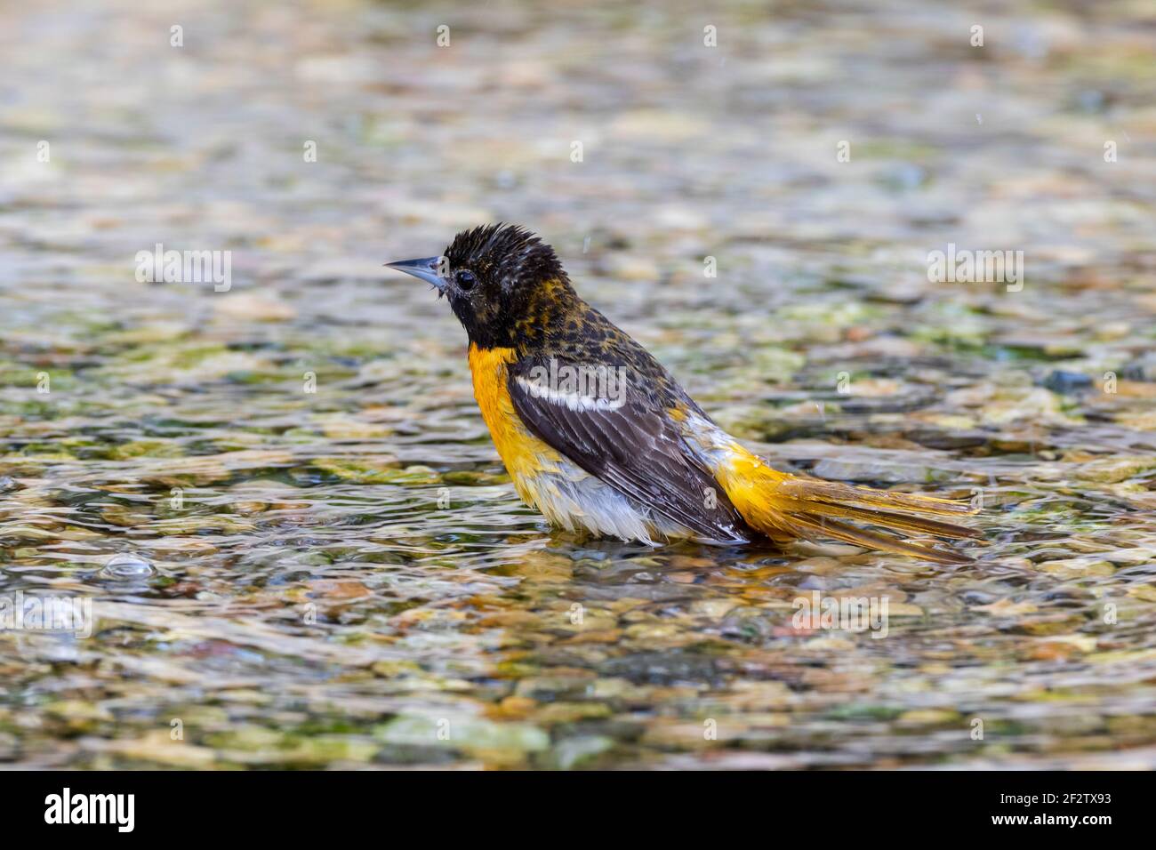 01611-10318 Baltimore Oriole (Icterus galbula) baño femenino Marion Co. IL Foto de stock
