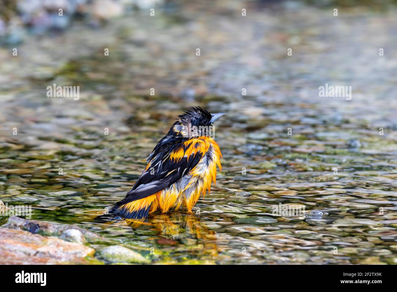 01611-10410 Baltimore Oriole (Icterus galbula) baño macho Marion Co. IL Foto de stock