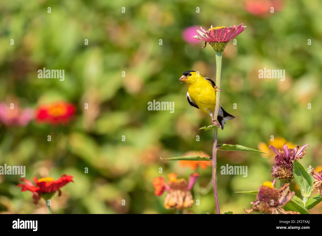 01640-16704 American Goldfinch (spinus tristis) macho comiendo semillas de Zinnia Union Co. IL Foto de stock