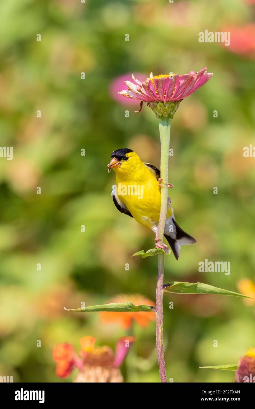 01640-16707 American Goldfinch (spinus tristis) macho comiendo semillas de Zinnia Union Co. IL Foto de stock