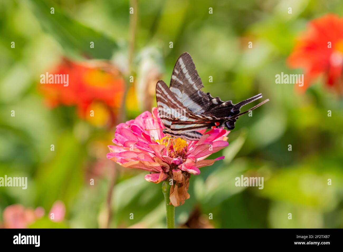 03006-00317 Zebra Swallowtail (Protographium marcellus) en Zinnia Union Co. IL Foto de stock