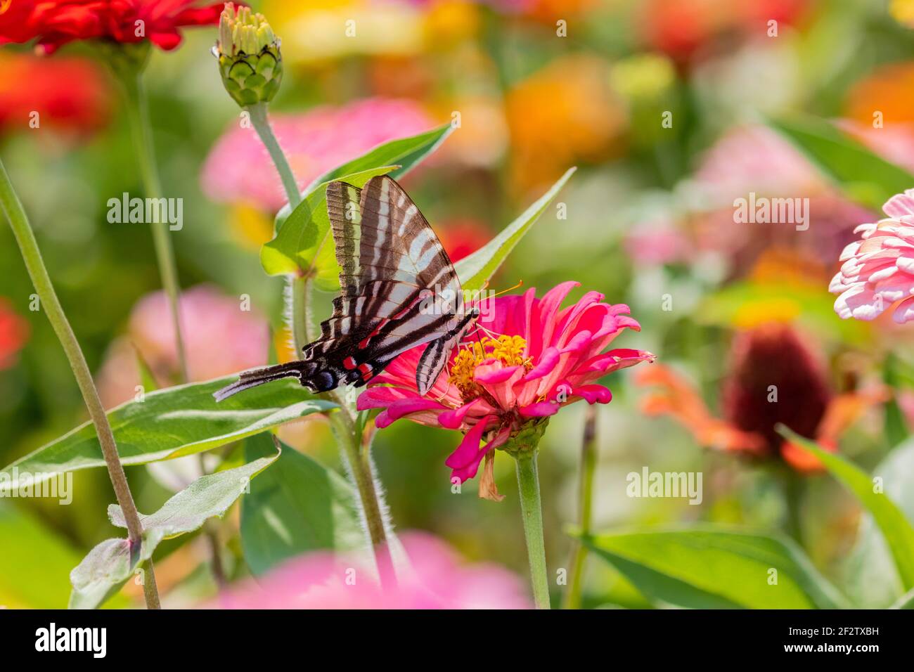 03006-00412 Zebra Swallowtail (Protographium marcellus) en Zinnia Union Co. IL Foto de stock