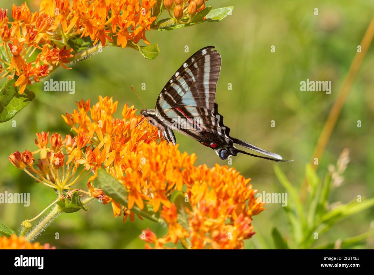 03006-00701 Zebra Swallowtail (Protographium marcellus) en la Mariposa Milkweed (Asclepias tuberosa) Marion Co. IL Foto de stock