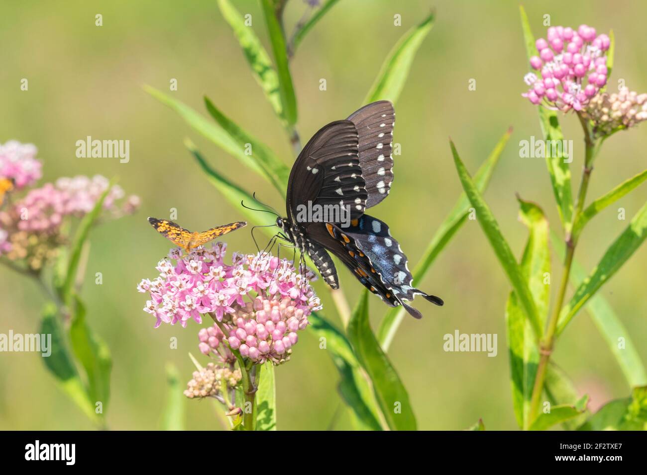 03029-01607 Picebush Swallowtail (Papilio troilus) en el pantano Milkweed (Asclepias incarnata) Marion Co. IL Foto de stock