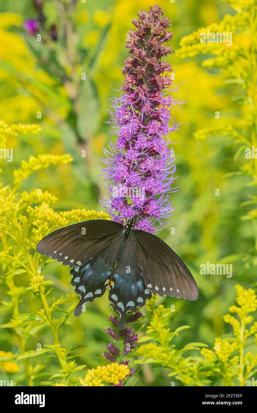03029-01706 Picebush Swallowtail (Papilio troilus) en Blazing Star (Liatris spicata) Marion Co. IL Foto de stock
