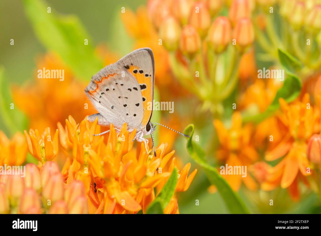 03123-00207 Cobre Americano (Lycaena phlaeas) en Mariposa Milkweed (Asclepias tuberosa) Lawrence Co. IL Foto de stock
