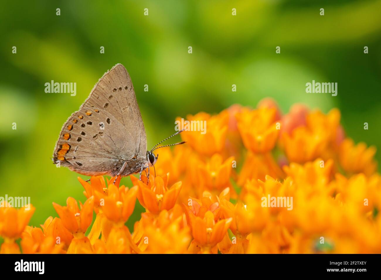03152-00701 Hairstreak de coral (Satyrium titus) en la hierba mariposa (Asclepias tuberosa) Stephen A. Forbes State Park IL Foto de stock