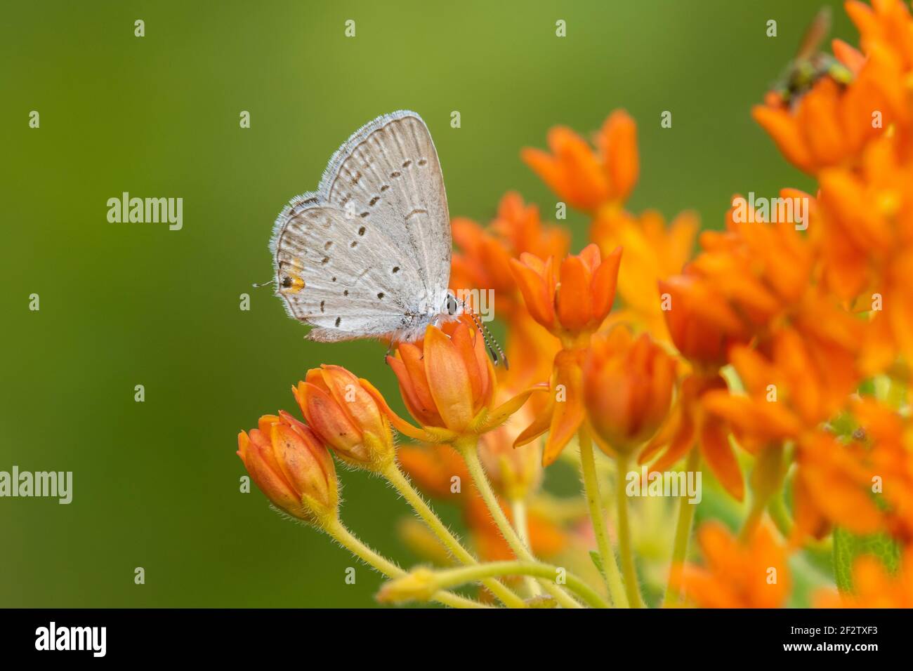 03226-01218 Azul de cola oriental (Everes comyntas) sobre la maleza mariposa (Asclepias tuberosa) Marion Co. IL Foto de stock