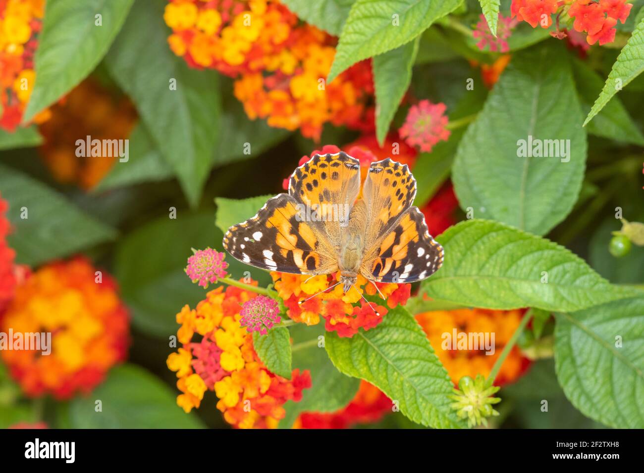 03406-01414 Dama pintada (Vanessa cardui) en Red Spread Lantana (Lantana camara) Marion Co. IL Foto de stock