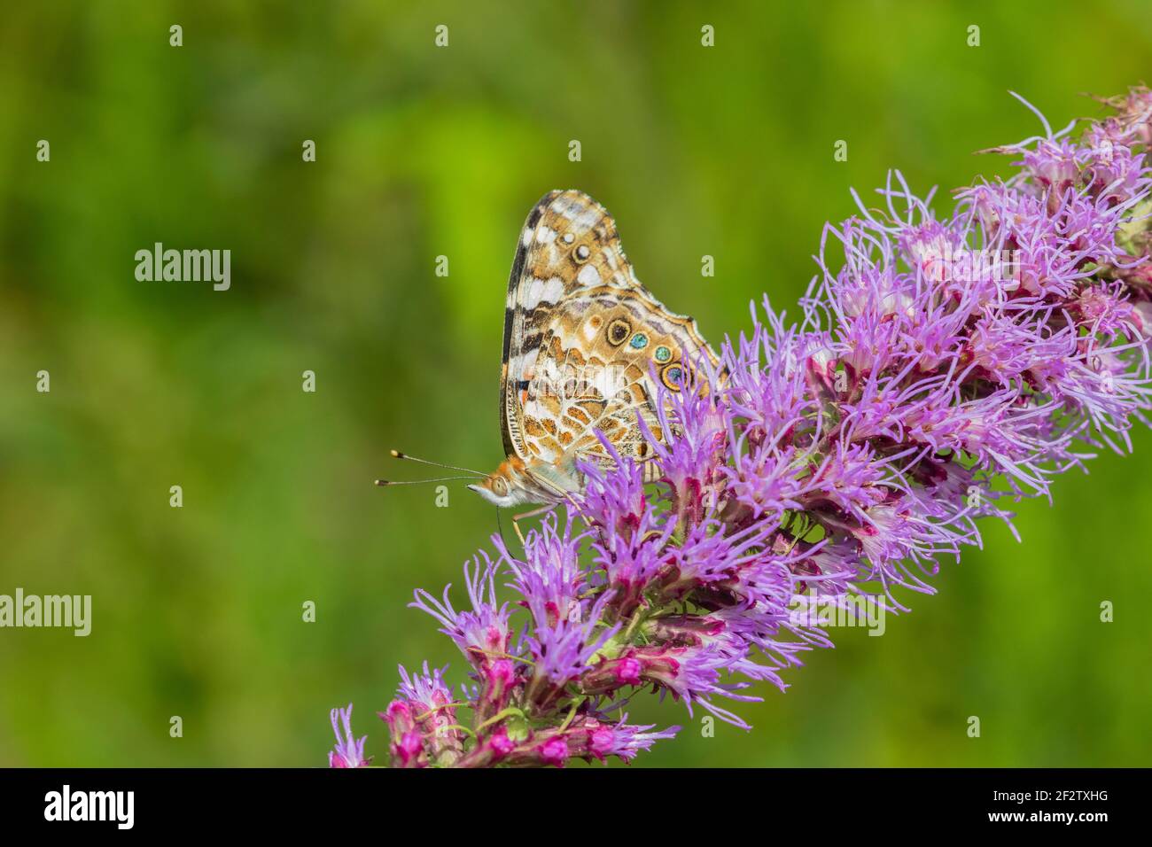03406-01516 Señora pintada (Vanessa cardui) en Blazing Star (Liatris spicata) Marion Co. IL Foto de stock