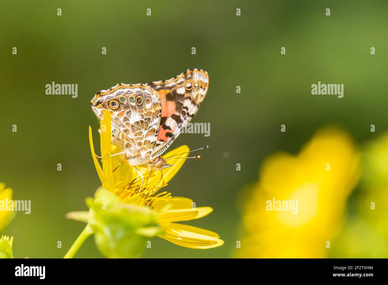 03406-01606 Señora pintada (Vanessa cardui) en planta de copa (Silphium perfoliatum) Marion Co. IL Foto de stock