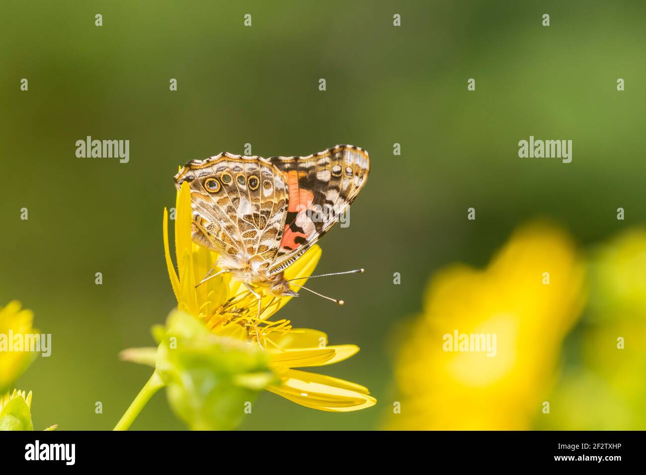 03406-01609 Señora pintada (Vanessa cardui) en planta de copa (Silphium perfoliatum) Marion Co. IL Foto de stock
