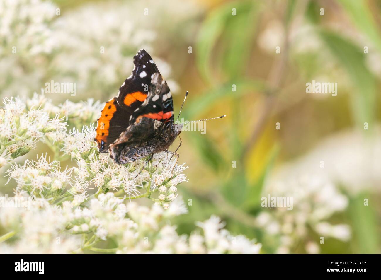 03408-00718 Almirante Rojo (Vanessa atalanta) en común Boneset (Eupatorium perfoliatum) Marion Co. IL Foto de stock