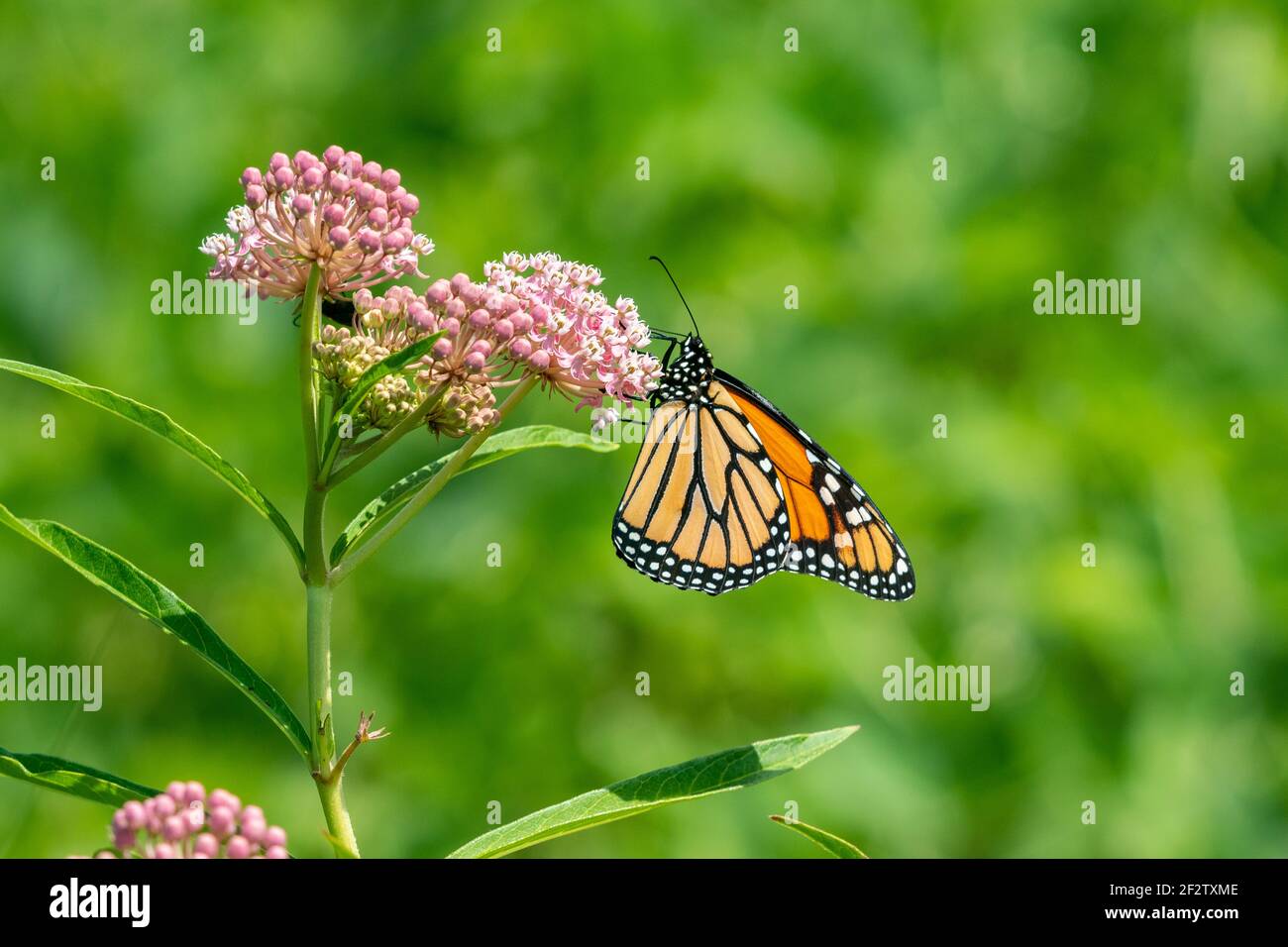 03536-06706 Monarca (Danaus plexippus) en Swamp Milkweed (Asclepias incarnata) Marion Co. IL Foto de stock