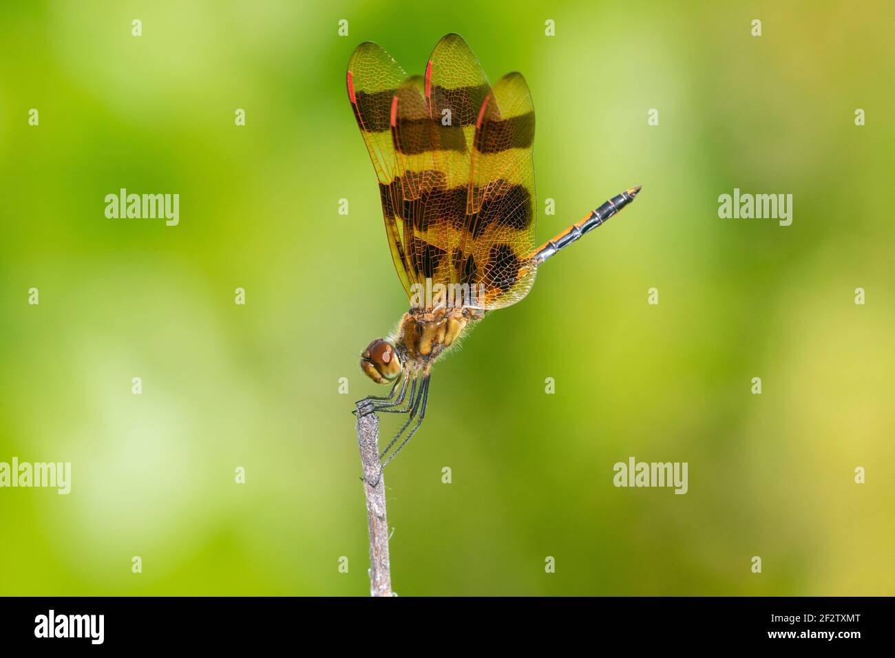 06579-00815 Halloween Pennant (Celithemis eponina) macho Marion Co. IL Foto de stock