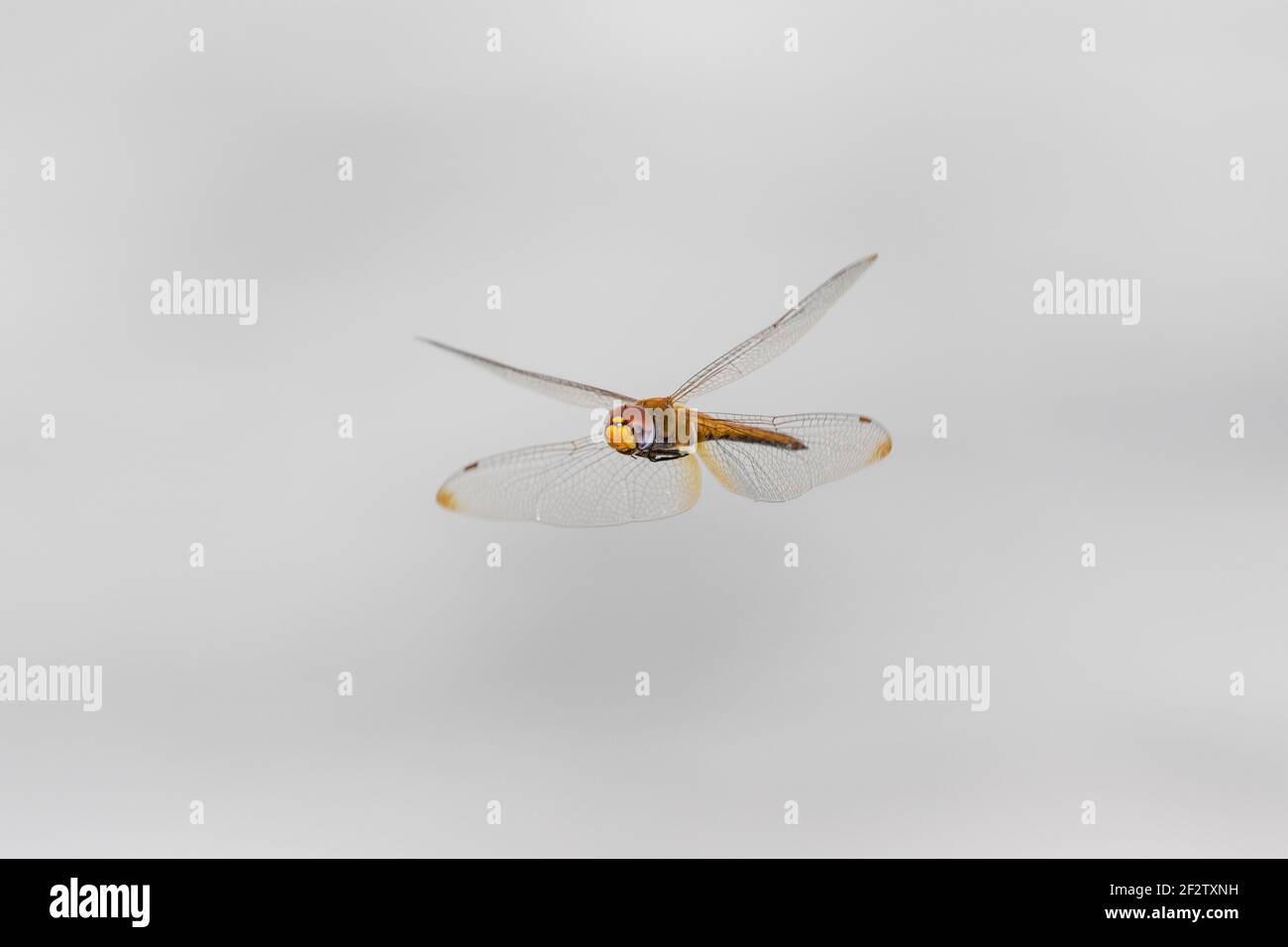 06644-00218 Glider (Pantala flavescens) en vuelo Marion Co. IL Foto de stock