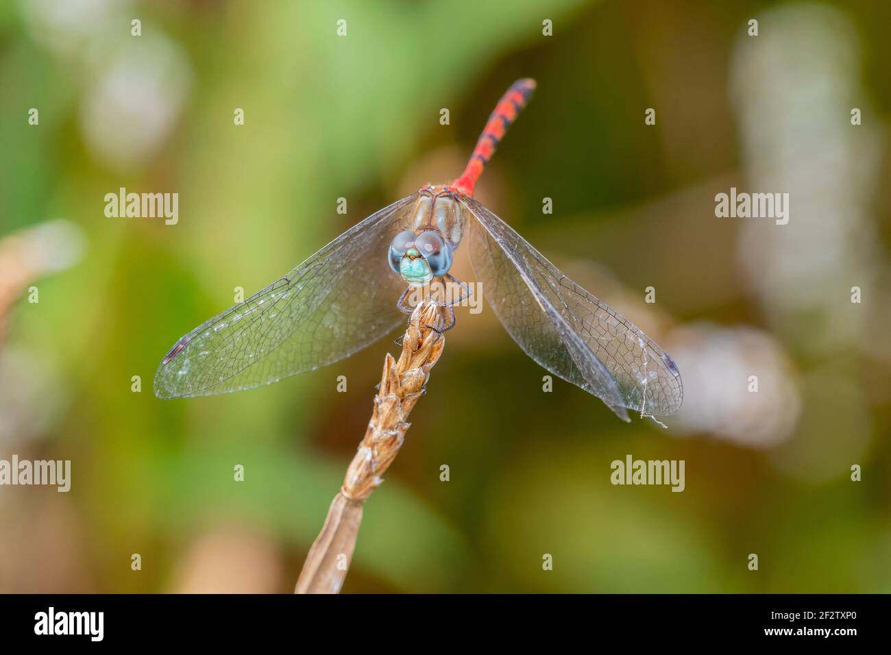 06652-00808 macho de cara azul Meadowhawk (Sympetrum ambiguum) en el humedal Marion Co. IL Foto de stock