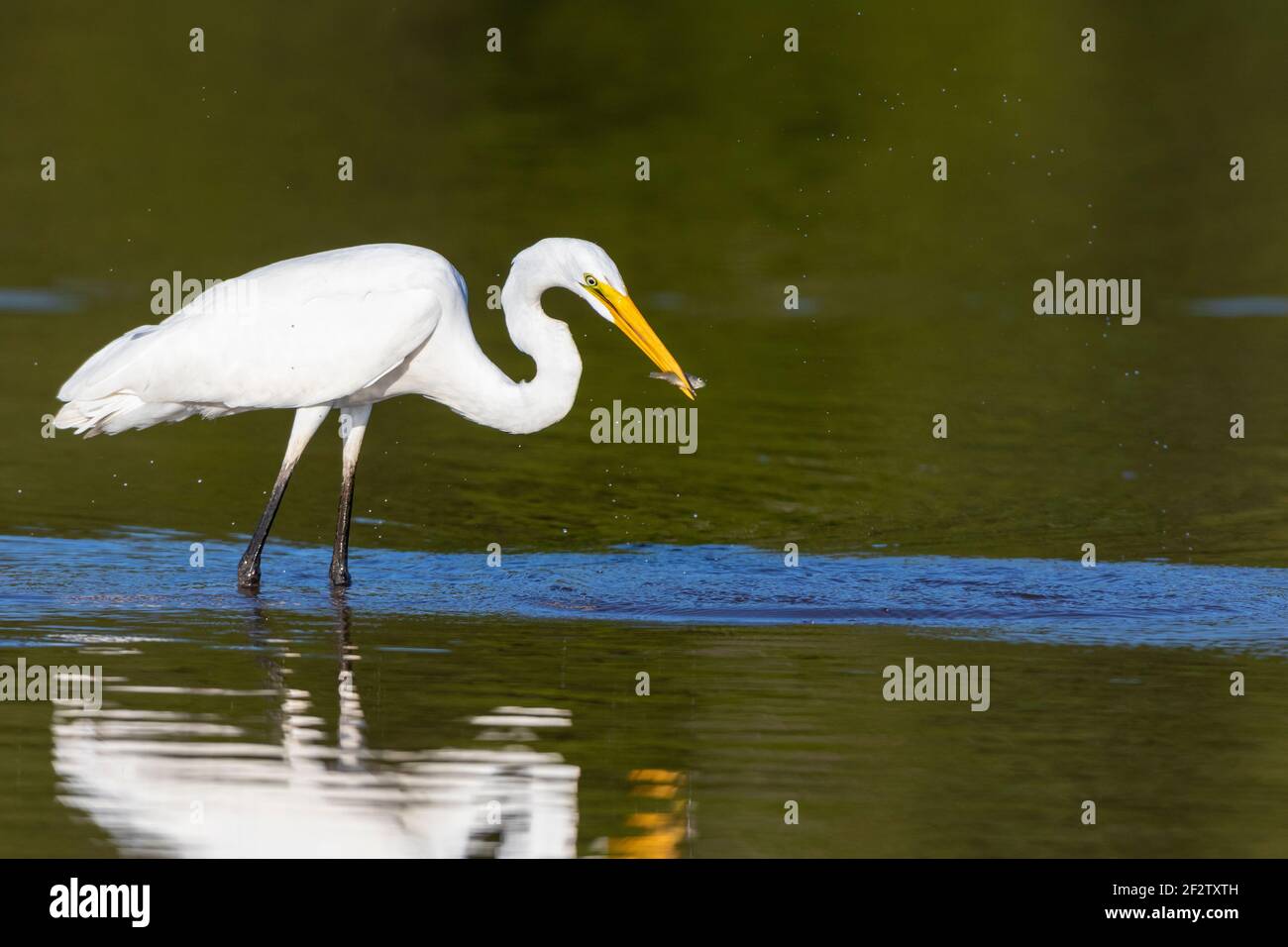 00688-02802 Gran Egret (Ardea alba) pesca en el humedal Marion Co.IL Foto de stock