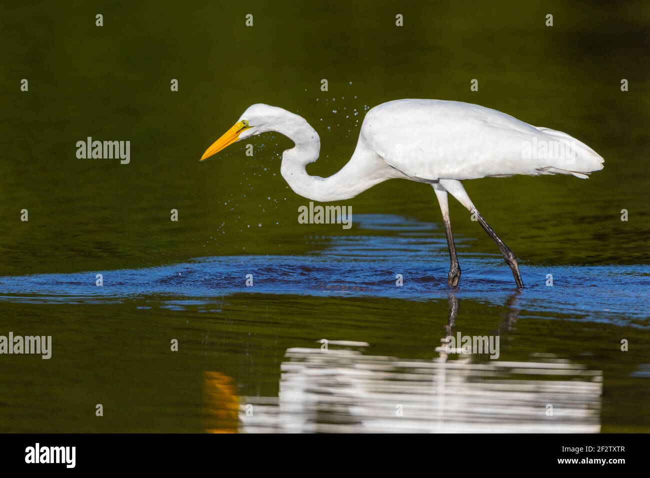 00688-02808 Gran Egret (Ardea alba) pesca en el humedal Marion Co.IL Foto de stock