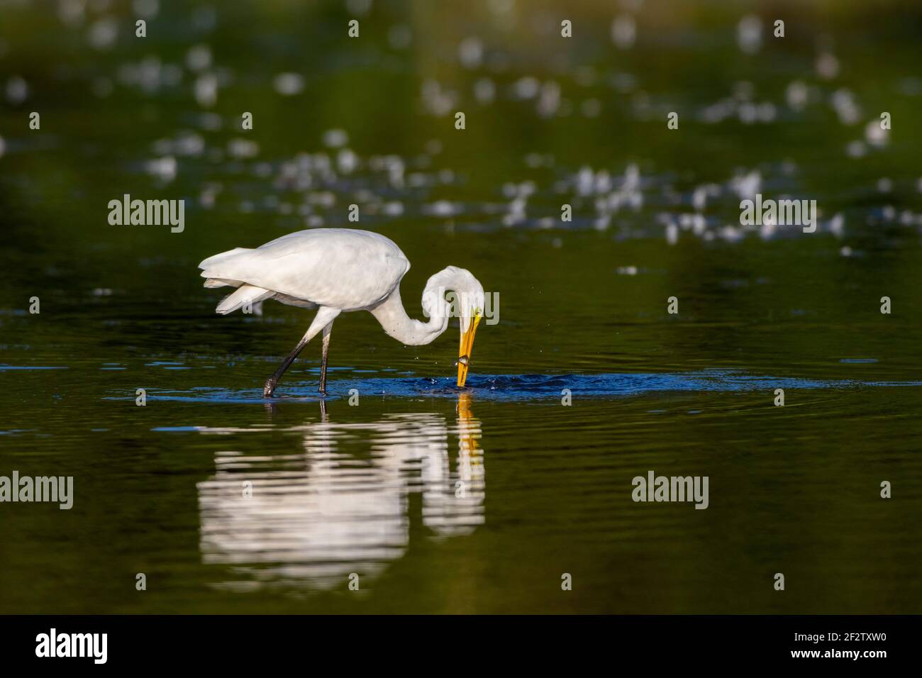 00688-02908 Gran Egret (Ardea alba) pesca en el humedal Marion Co.IL Foto de stock