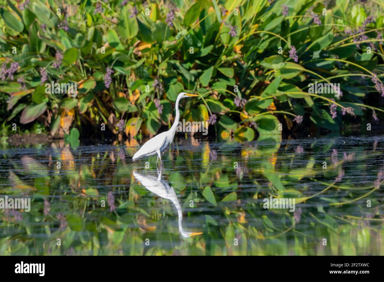 00688-03105 Gran Garza (Ardea alba) pesca cerca de Canna de agua (Canna glauca) en el humedal Marion Co.IL Foto de stock