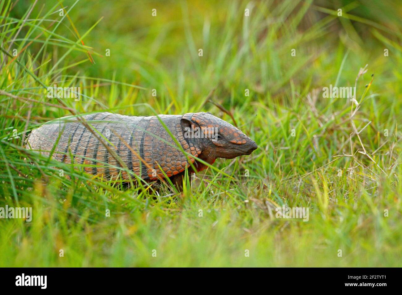 Armadillo de seis bandas, Armadillo amarillo, retrato gracioso de Armadillo, retrato de cara, escondido en la hierba. Vida silvestre de América del Sur. Eufractus sexcin Foto de stock