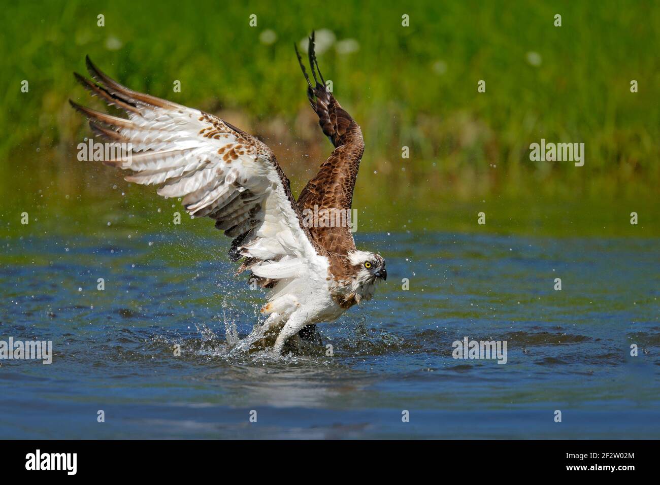 Águila pescadora volando con peces. Escena de acción con aves, hábitat  natural de agua. Osprey con mosca de los peces. Ave de presa con peces en  el talón, cazando en el agua