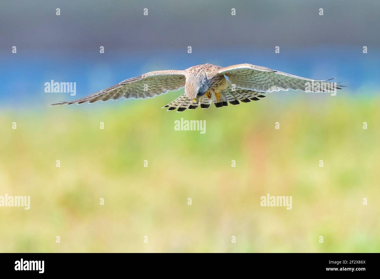 Retrato de un Kestrel común hembra, falco tinnunculus, en caza de vuelo Foto de stock