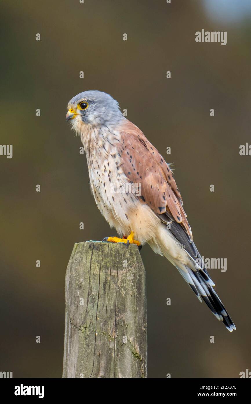 Primer retrato de un macho común Kestrel, Falco tinnunculus, encaramado y comiendo una presa Foto de stock