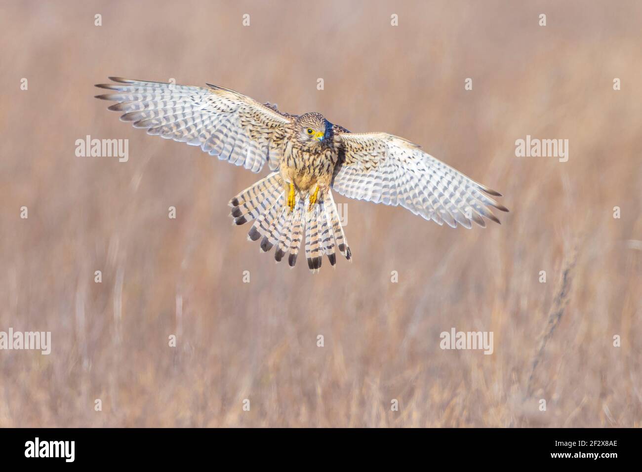 Primer retrato de una hembra común Kestrel falco tinnunculus activo caza y vuelo en un campo Foto de stock