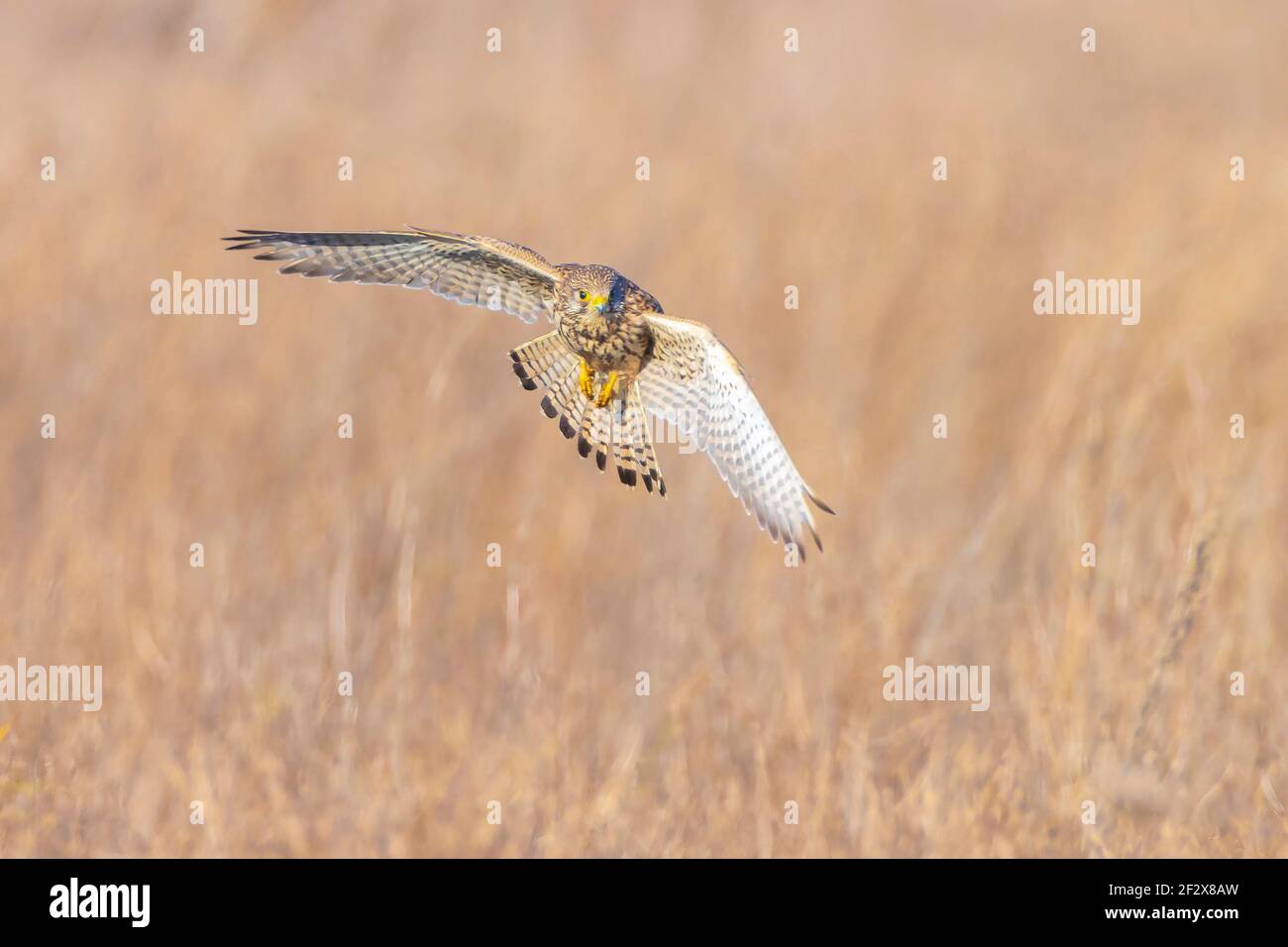 Primer retrato de una hembra común Kestrel falco tinnunculus activo caza y vuelo en un campo Foto de stock