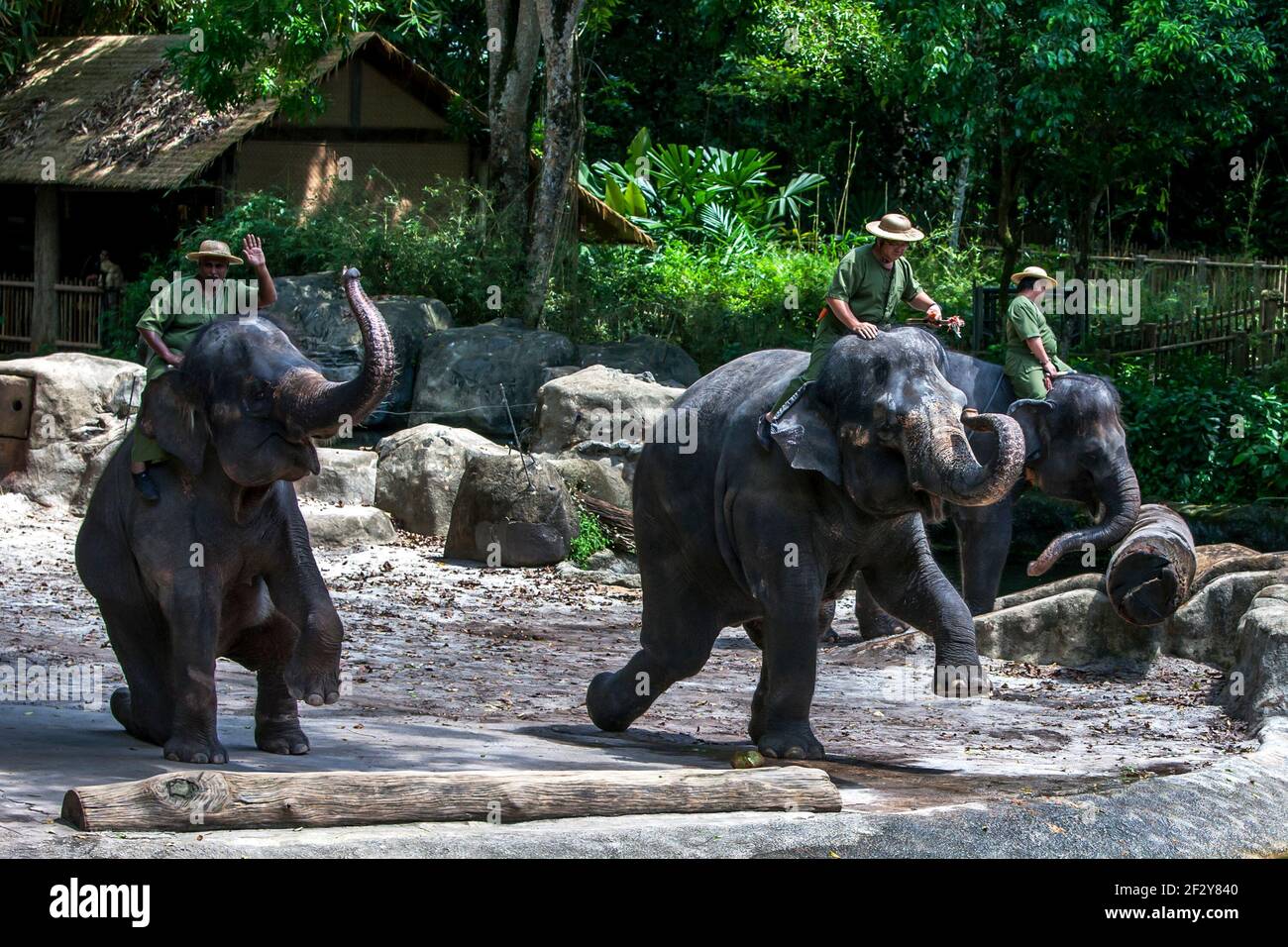 Los elefantes asiáticos actúan durante el espectáculo de elefantes en el Zoo de Singapur en Singapur. El Zoo de Singapur tiene una superficie de 26 hectáreas. Foto de stock