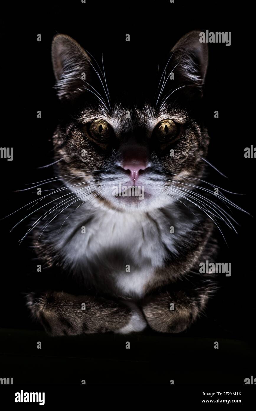 Una foto vertical de un siniestro y aterrador mirando gato en la oscuridad  con la luz iluminando su cara desde abajo Fotografía de stock - Alamy