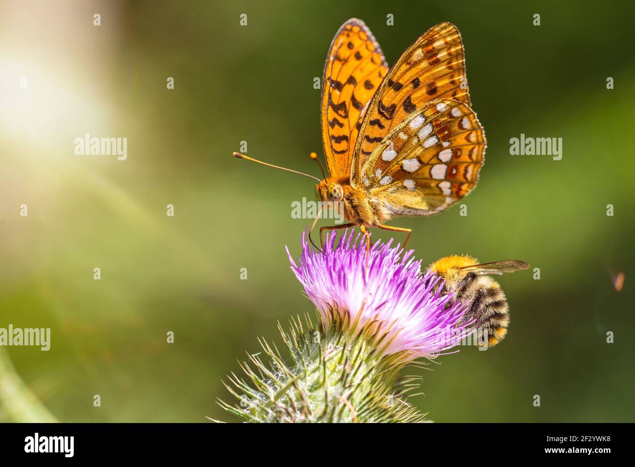 Primer plano macro de un hermoso y colorido Frutillary Verde oscuro mariposa y abeja en una flor de cardo con el sol escénico rayos Foto de stock