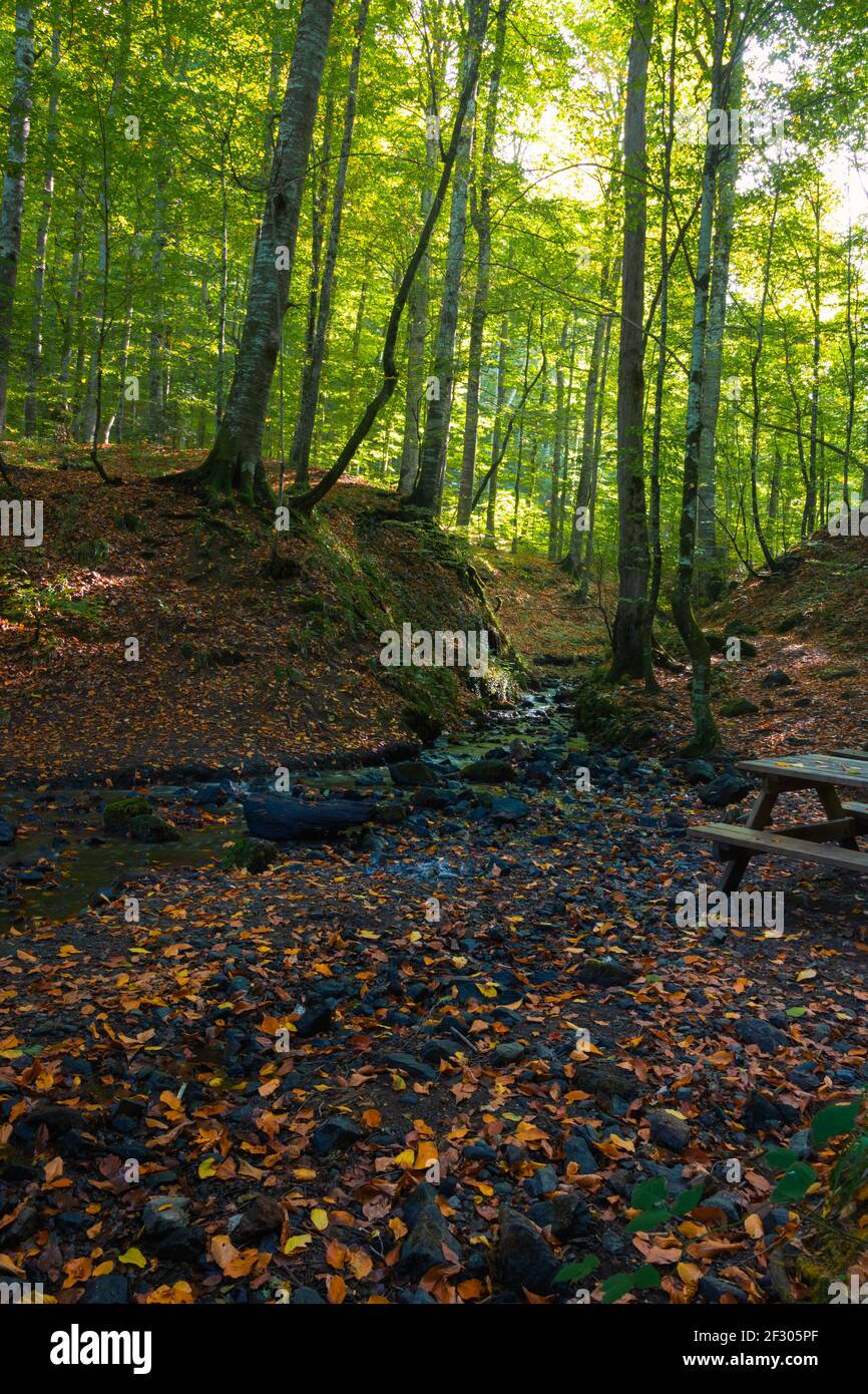 Arroyo en el bosque y hojas caídas en el suelo. Otoño historia foto