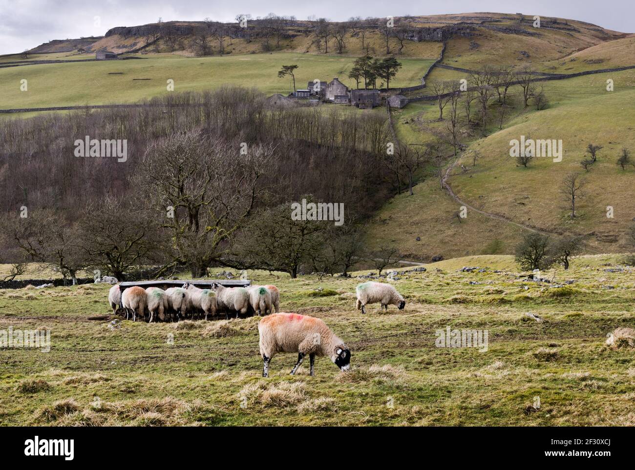 Swaledale cría ovejas pastando y alimentándose en heno, Clapdale, Clapham, Yorkshire Dales National Park, Reino Unido. Foto de stock