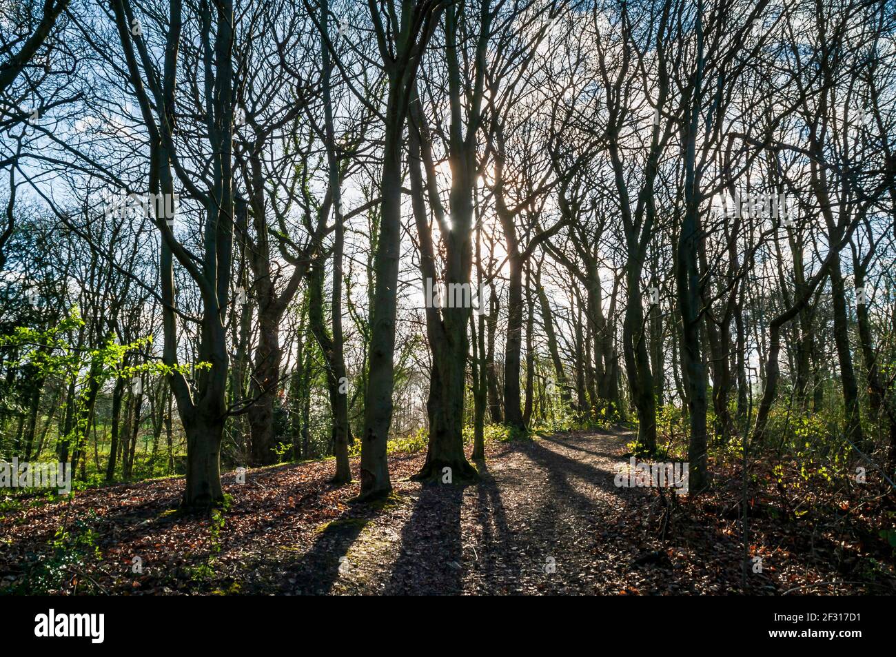 Sol primaveral a través de densos árboles en Leeshall Wood, Valle sin plomo, Sheffield. Foto de stock