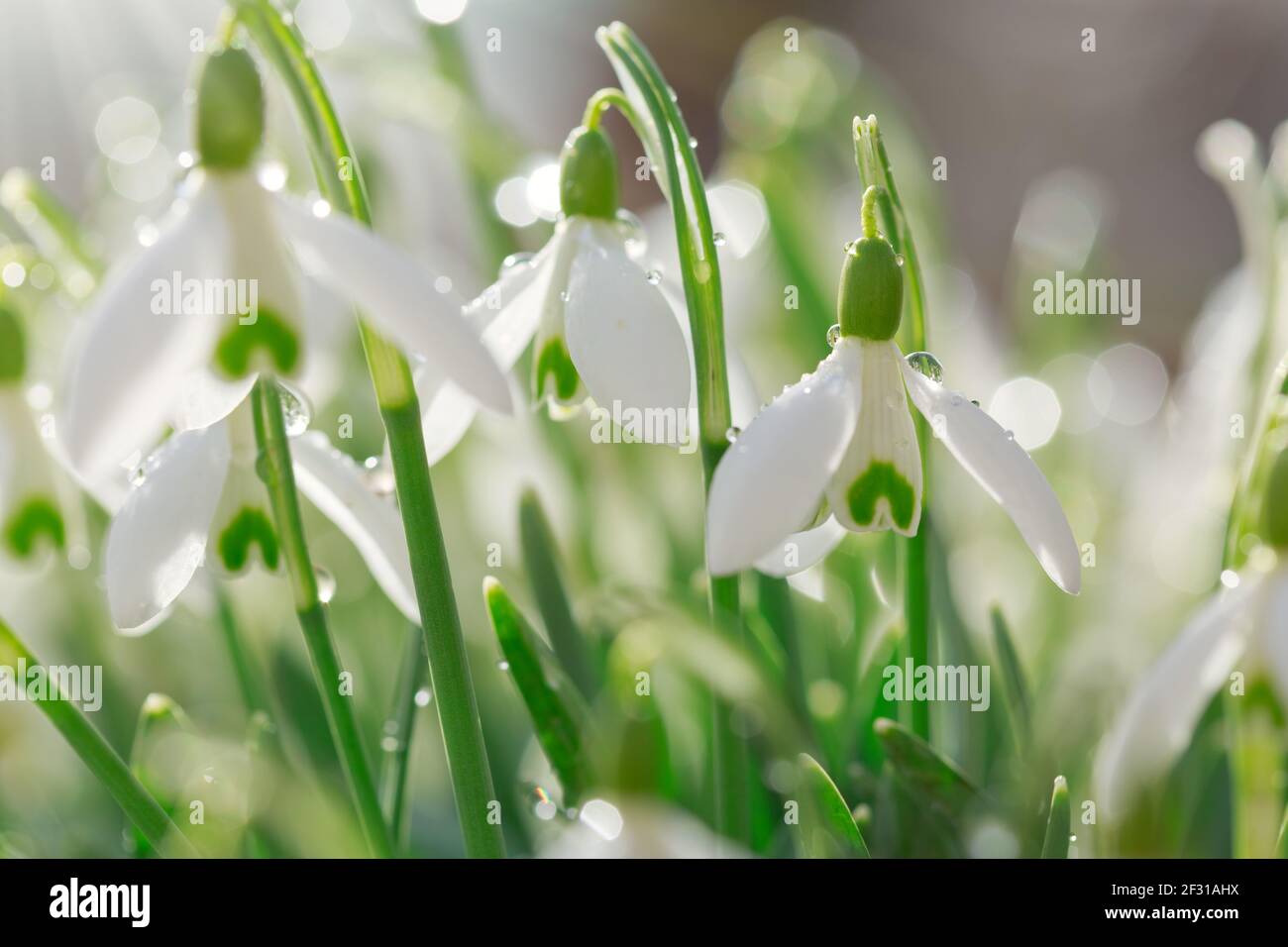 Flores blancas de nieve en el jardín soleado. Fondo de Pascua. Foto de stock