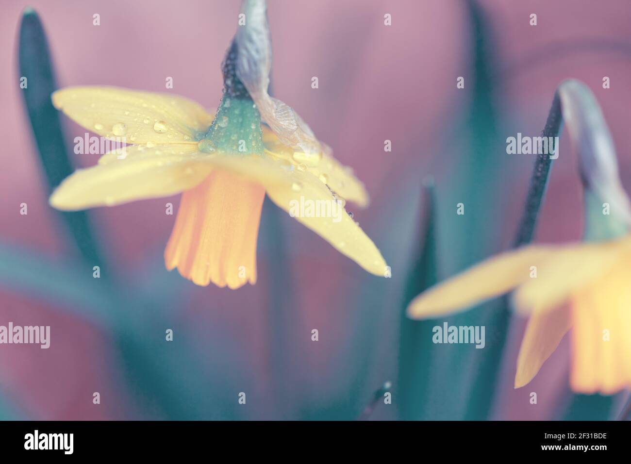 Narciso amarillo en flor en la naturaleza salvaje Foto de stock